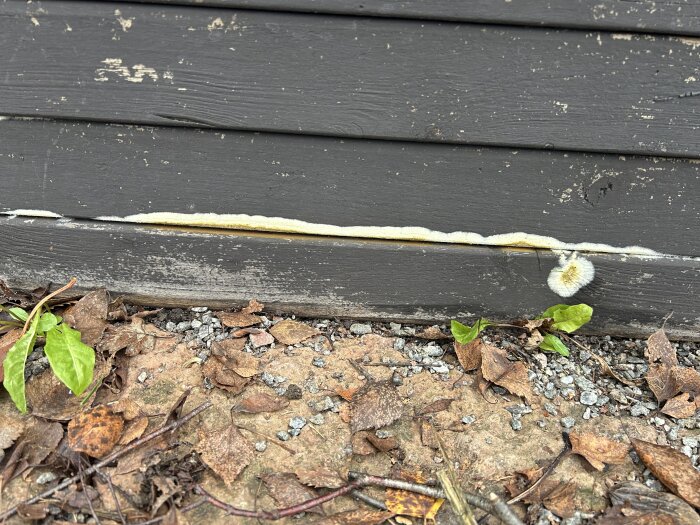 Mögel eller svamp växer längs kanten på en mörk odlingslåda med löv och grus på marken nedanför.