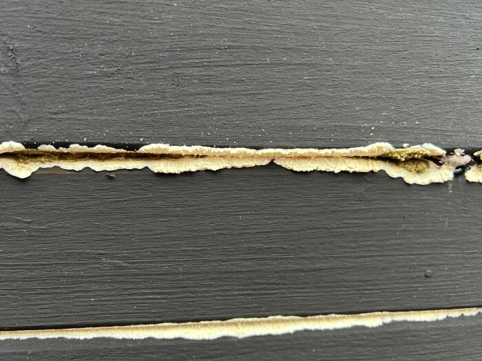 Mögelliknande svamp växer ut mellan brädorna på en mörk träyta i en odlingslåda.