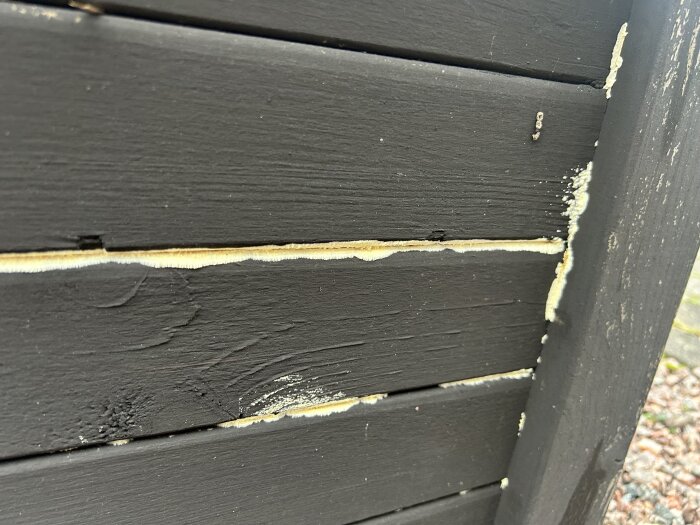 Brädor med träsvamp eller mögelväxt mellan springorna på odlingslåda.