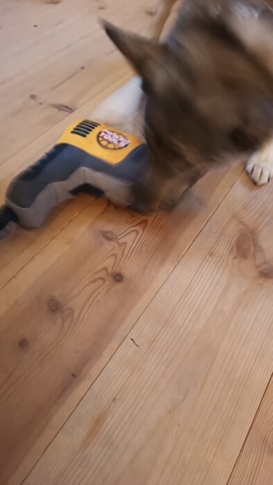 En skruvdragare på ett trägolv med en hund som nosar på den.