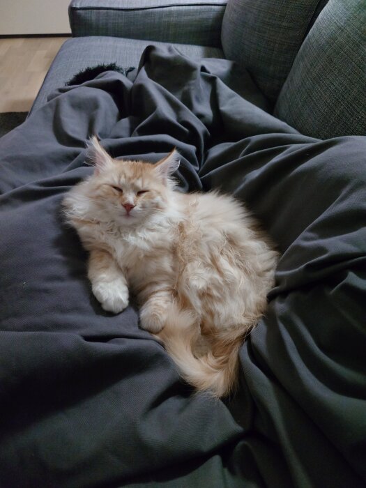 En fluffig kattunge sover på en grå filt i en soffa.