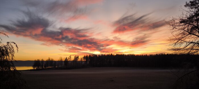 Solnedgång över en skog och fält med dramatiska moln som är färgade i rosa och orange toner, trädsilhuetter i förgrunden.