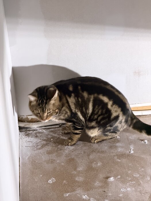 Katt i ett rum med nymålade eller spacklade väggar, omgiven av damm och potentiellt intresserad av håligheter i väggen.