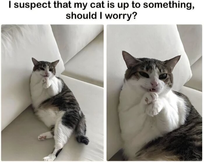 Katt ligger på en vit soffa, ser fundersam och lite lurig ut, med tassarna ihop som om den planerar något. Två bilder av samma katt.