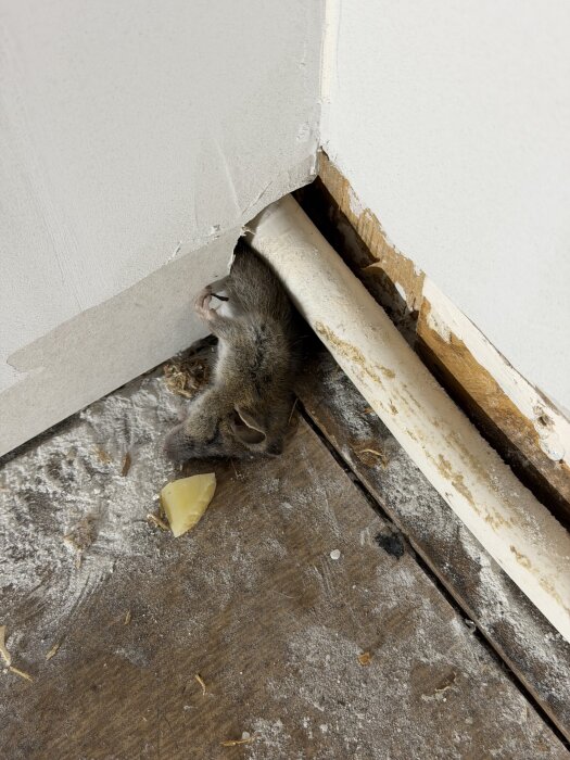 Död mus ligger vid ett hörn på ett smutsigt golv, nära ett rör och en ostbit.