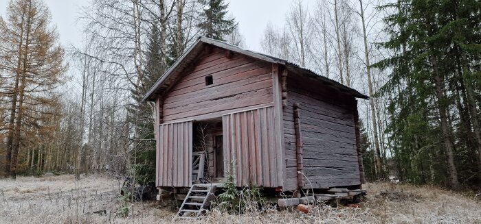 Ett gammalt härbre i skogsmiljö med sliten bakre gavel, trappa, och omgärdande träd.