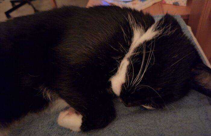 Svartvit katt sover vid en kudde.