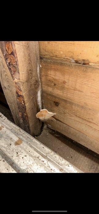 Svamp-liknande formation växer på trävägg inomhus.