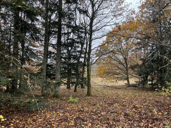 Stenig äng med höstlöv, nära skog. Perfekt plats för Attefallshus, diskussion om grundläggning med platta eller stolpar.