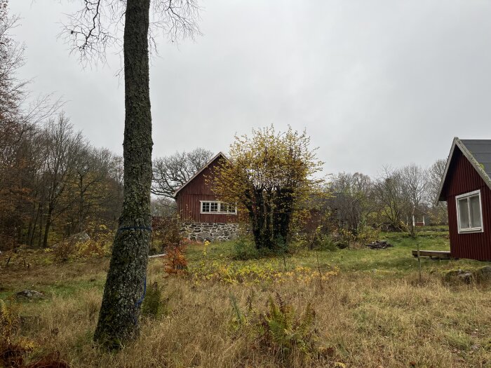 Röd stuga med stenvägg på en äng, omgiven av skog och träd i höstfärger, lämplig plats för Attefallshusbyggnation.