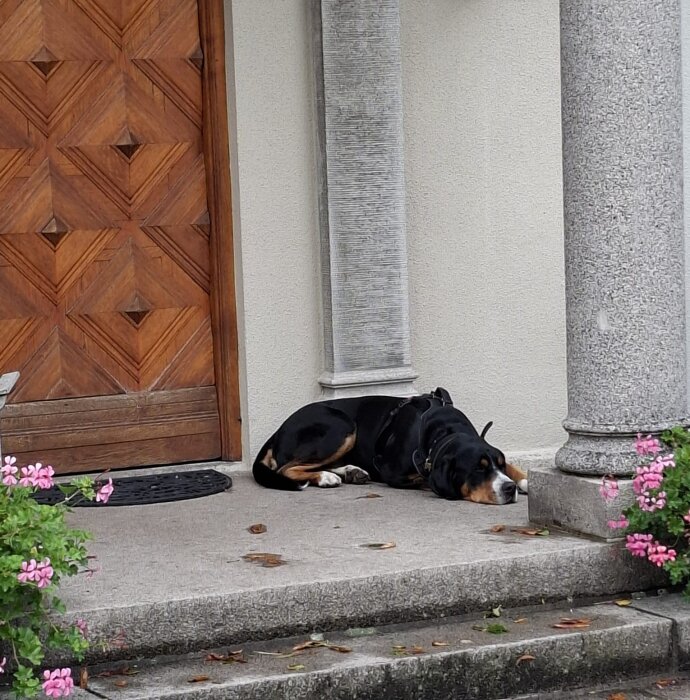Hund ligger på stenveranda framför trädörr, flankerad av kolonner och rosa blommor, i trädgårdsmiljö.