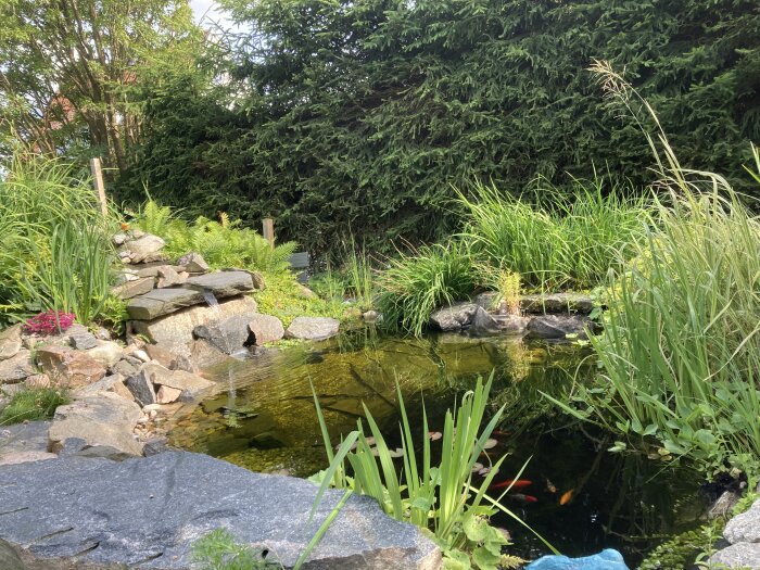 Trädgårdsdamm med klart vatten, omgiven av stenar och grönska, och ett litet vattenfall i ett hörn.
