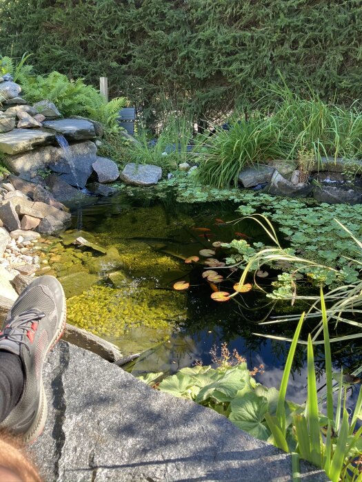 Trädgårdsdamm med stenar och växter runtomkring, små vattenfall, flytande liljor och omslutna av frodiga buskar. Ett par fötter syns vid kanten.