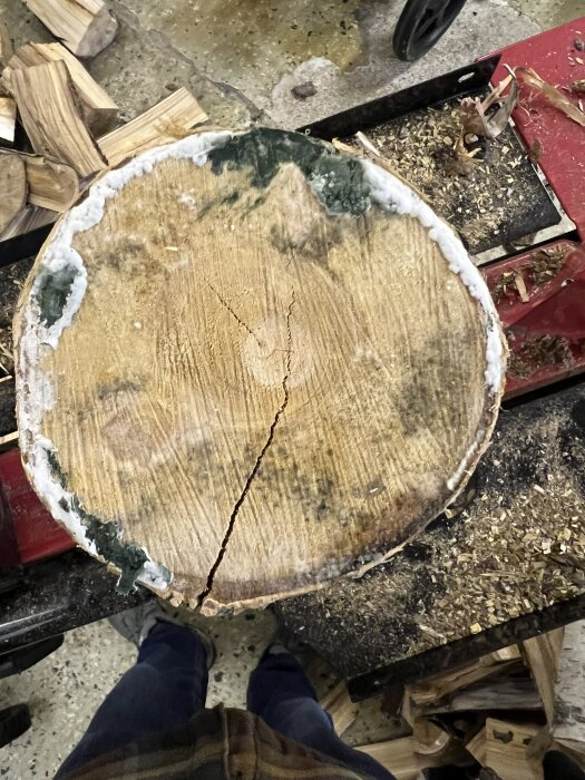 Närbild på en nykluven björkstam med sprickor och mörkgrön samt vit mögelliknande svamp på ytan.