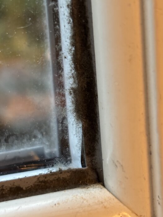 Mögelväxt i fönsterfog som riskerar att orsaka allergisymptom i vintertid.