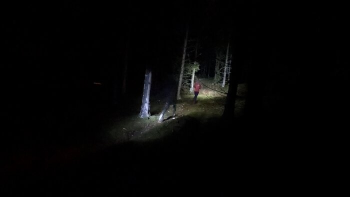 Personer i skogen på natten, lyser upp stigen med ficklampa.