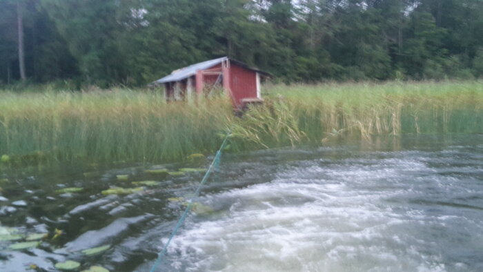 Gammal husbåt bogseras genom vass vid en sjö, omgiven av skog.