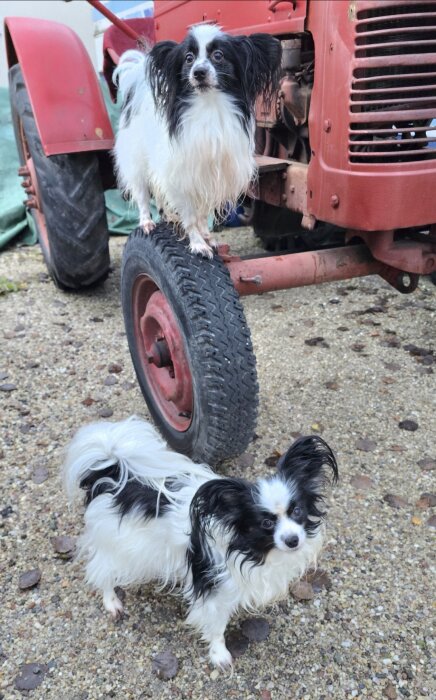 Två små hundar framför en röd traktor, en står på marken och en står på ett traktordäck.
