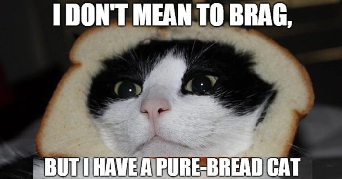 En katt med huvudet genom en brödskiva, texten säger "I don't mean to brag, but I have a pure-bread cat.