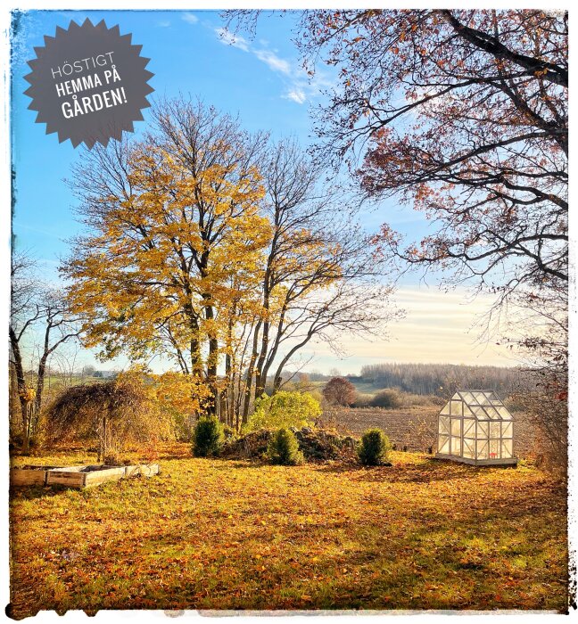 Höstträdgård med träd med gula löv, ett litet växthus och en odlingsbädd. Soligt väder med klarblå himmel. Text i bilden: "Höstigt hemma på gården".