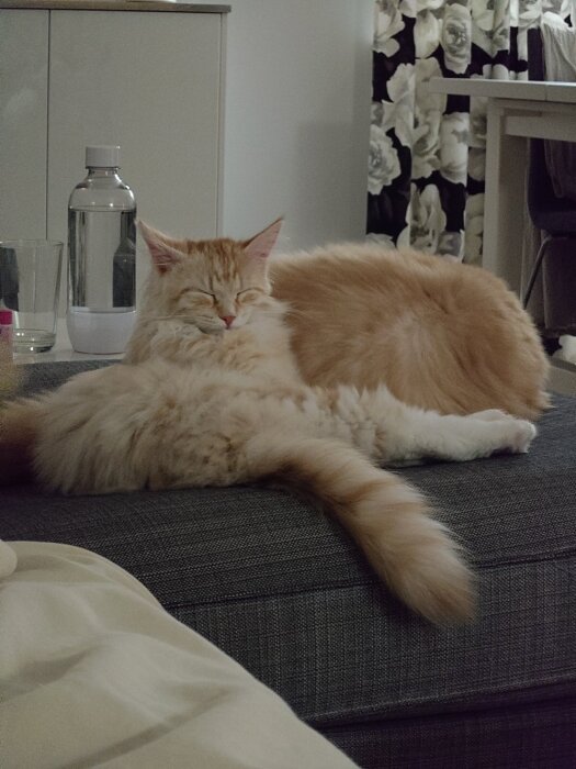 En sovande fluffig kattunge på en soffa bredvid en vattenflaska.
