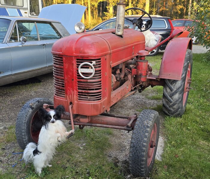 Röd Volvo T21 traktor med två svartvita hundar, en vid förarplatsen och en vid sidan, med bilar i bakgrunden.