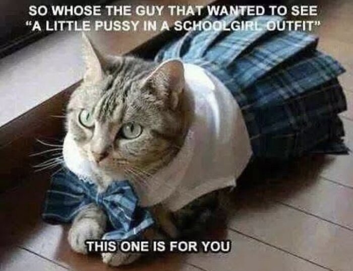 En katt iförd en blå och vit skoluniform för skolflickor, text på bilden hänvisar humoristiskt till dräkten.