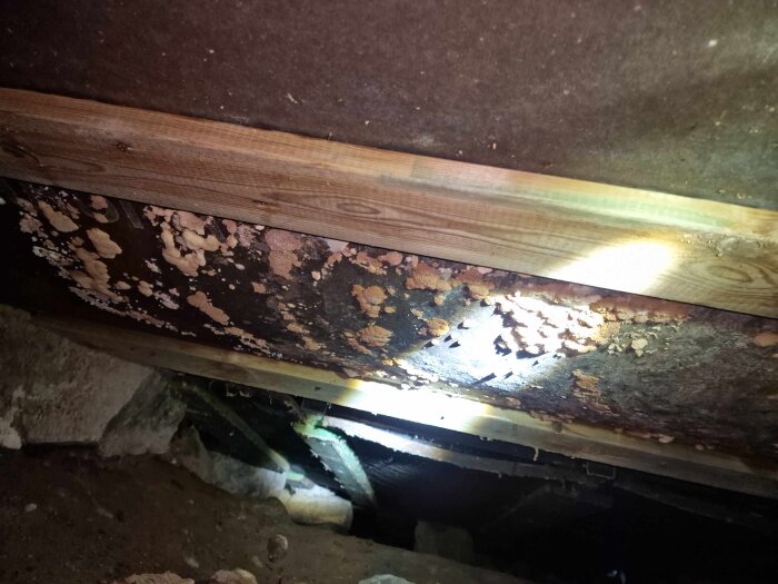 Mögellikt svampangrepp på trossbotten i en torpargrund, belyst med ficklampa under inspektion.