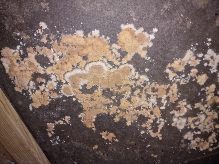 Mögelliknande tillväxt på trossbotten av oljeboard, potentiellt hussvamp eller annan rötsvamp.