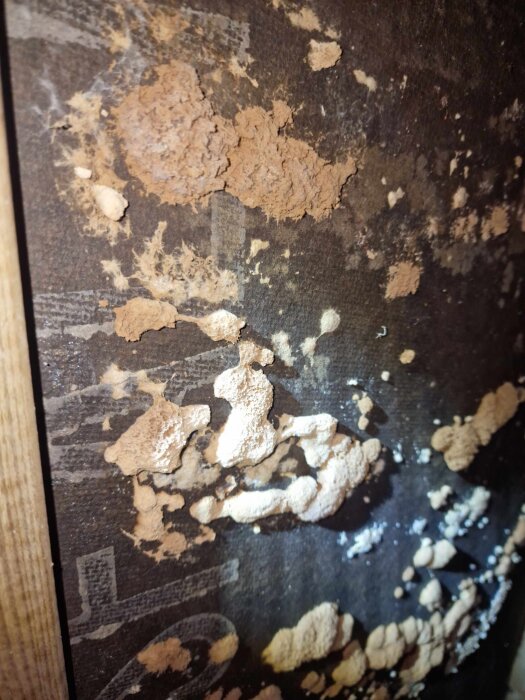 Mögel eller svamp på trossbotten av oljeboard.