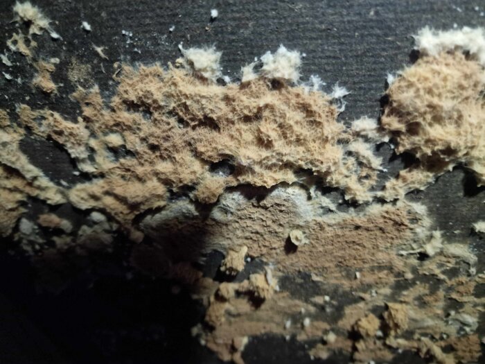Mögelliknande struktur på trossbotten, möjligen hussvamp eller annan rötsvamp, fotograferad som en del av husinspektionsprocessen.