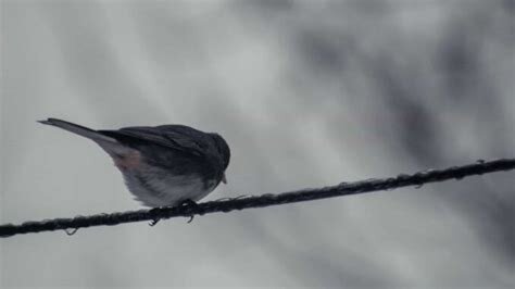 En fågel sitter på en snöklädd gren under en grå vinterhimmel.