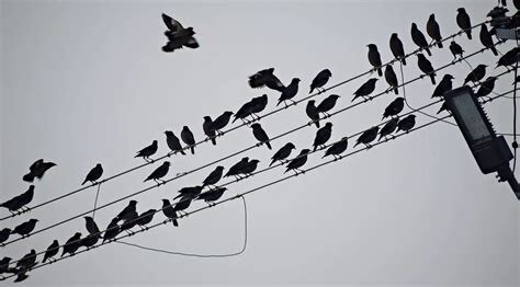 Fåglar sittande på elledningar mot en grå himmel med några fåglar i flykten.