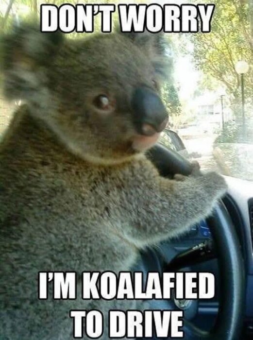 Koala som håller i en bilratt med texten "DON'T WORRY, I'M KOALAFIED TO DRIVE".