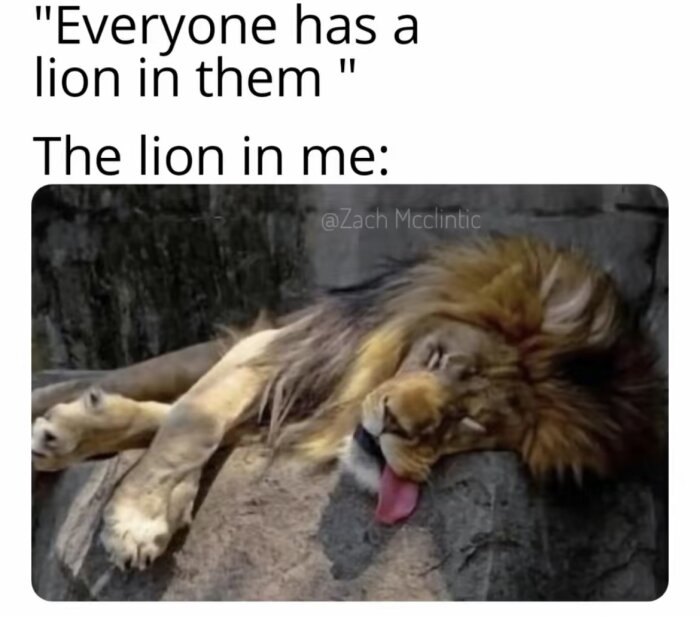 Lejon ligger avslappnat på en sten med huvudet lutat, tungan hänger ut.