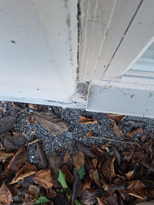 Spricka vid nedre del av källarfönster med lös puts och omgivande grus och löv.