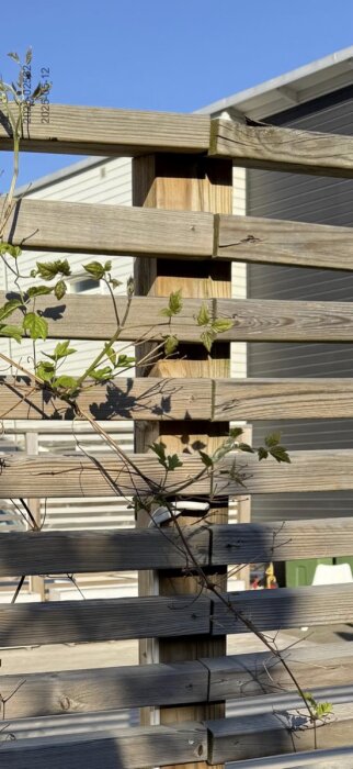 Trästaket med växter i dagsljus, del av ny altan med insynsskydd och belysning.