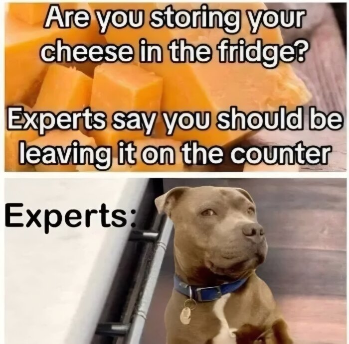 Cheddarost på diskbänk med text om förvaring. En hund tittar klipskt mot kameran som "expert" i informationsbubbla.