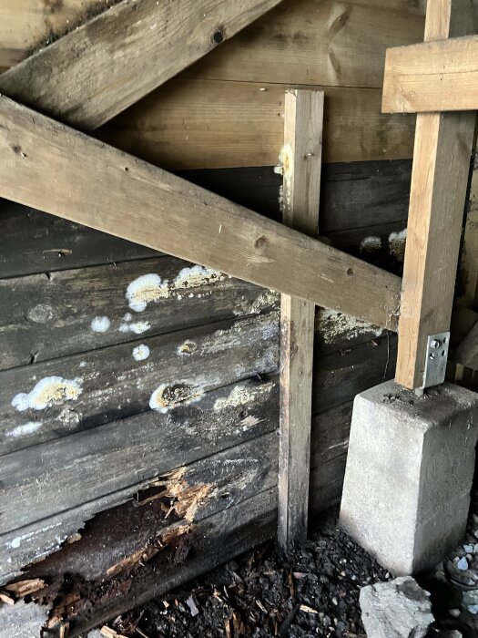 Skadad träpanel under altan med vita mögelfläckar, delvis rutten med fuktproblem från angränsande kompost.