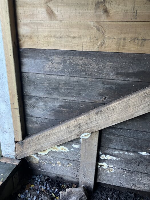 Fuktiga brädor under altan med vita, svamp-liknande tillväxter som sprider sig längs trästrukturen. En närbild på potentiell träsvamp.
