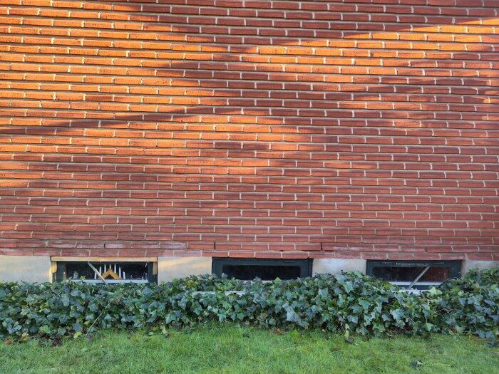 Röd tegelvägg med tre fönster nära marknivå, omgärdade av murgröna.