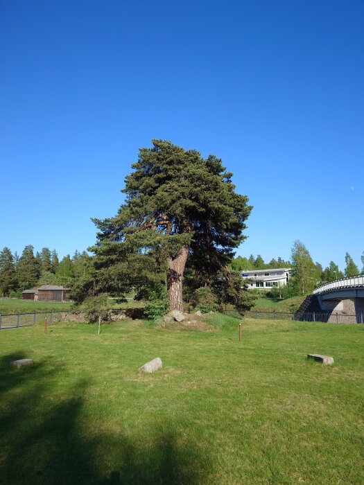 Stor tall på grön gräsplätt med blå himmel i bakgrunden, omgivning med staket och hus.