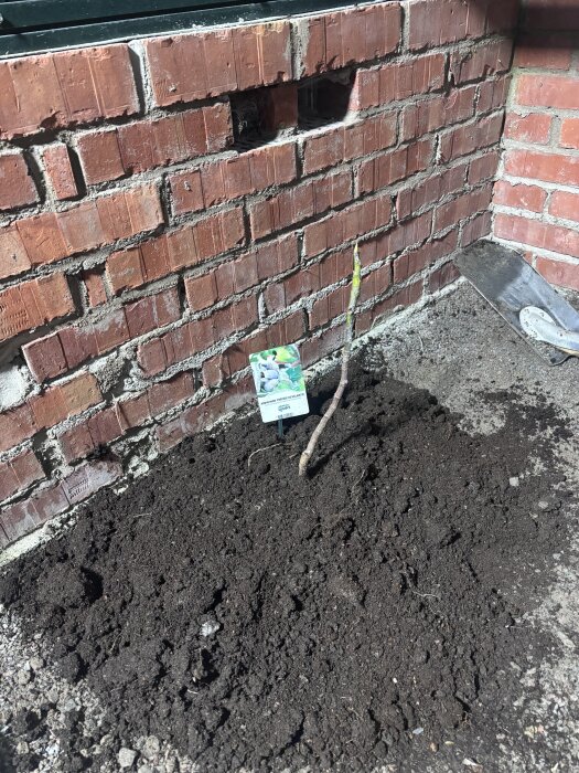 Fikonplanta planterad i jord vid en tegelvägg i ett växthus, med ett spadblad synligt på marken.