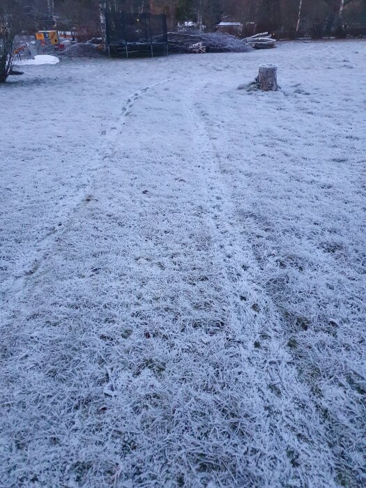 Bilspår i en frosttäckt gräsmatta, med något nedtrampat gräs, som kan indikera potentiella mindre skador efter körning.