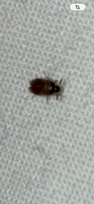 En liten mörk insekt på en vit strukturerad yta.