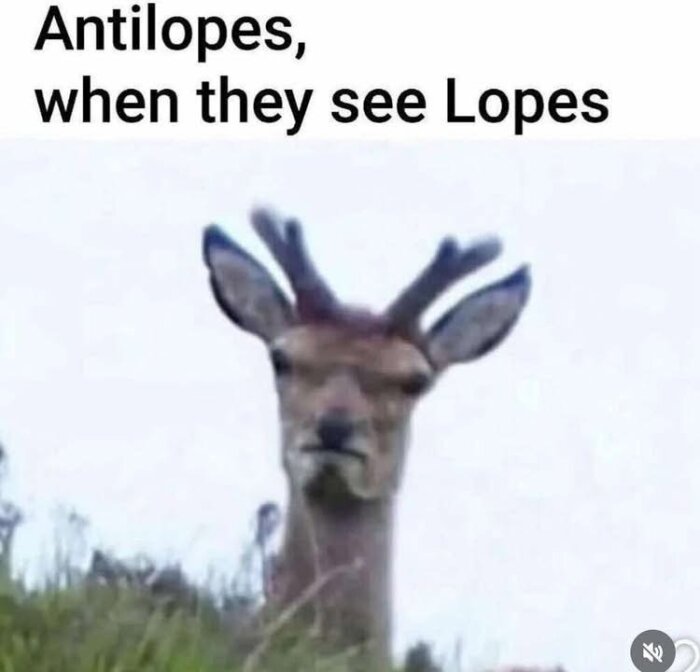 En hjort eller antilop tittar fram över en kulle med gräs, med texten "Antilopes, when they see Lopes.