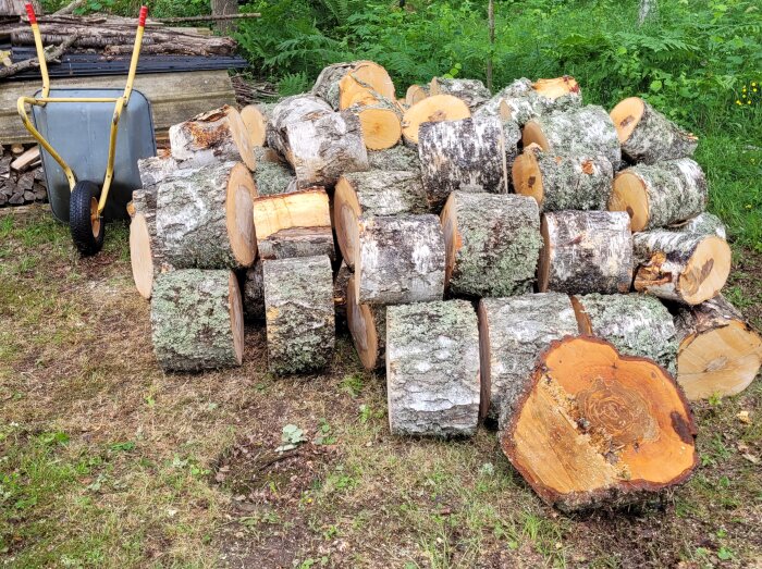 Kapade stockar i trädgård med en skottkärra bredvid. Stockarna är cirka 50-60 cm i diameter, täckta med mossa och lavar.