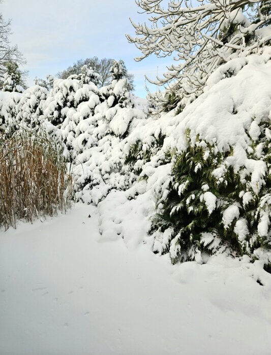 Snötäckt trädgård med buskar och träd i solsken, täckta av ett tjockt lager snö.