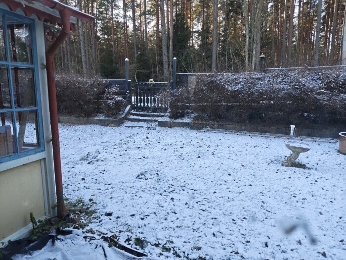 Snötäckt gräsmatta framför en stuga med skog i bakgrunden och en fågelbad i förgrunden.
