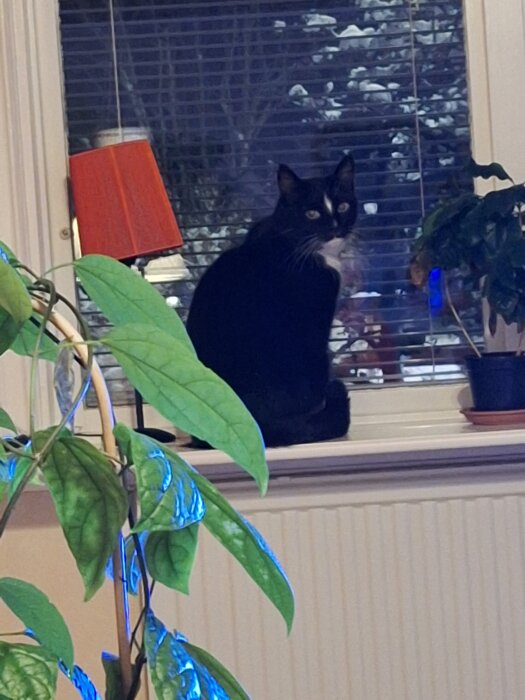 Svart och vit katt sitter på en fönsterkarm, en växt syns i förgrunden och det är snö utanför fönstret.